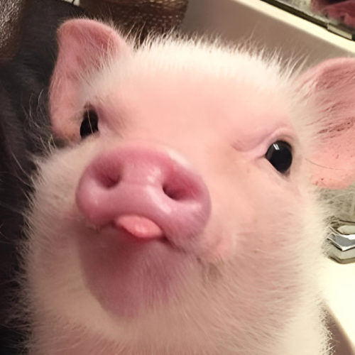 Pig Image 1